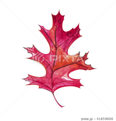 Autumn leaf - Black oak. Autumn maple leaf isolated on a white background. Watercolor illustration. 41859600