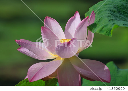 スイレン ハス 蓮 41860090