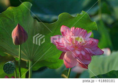 スイレン ハス 蓮 41860101