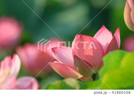 スイレン ハス 蓮 41860108