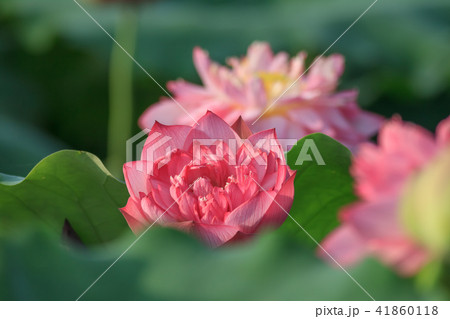 スイレン ハス 蓮 41860118