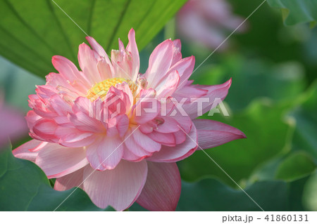 スイレン ハス 蓮 41860131