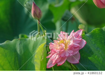 スイレン ハス 蓮 41860132