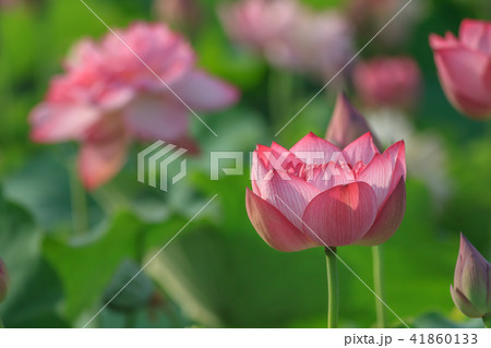 スイレン ハス 蓮 41860133