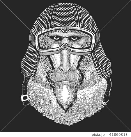 Monkey, baboon, dog-ape, ape. Vintage motorcycle hemlet. Retro style illustration with animal biker Monkey, baboon, dog-ape, ape. Vintage motorcycle hemlet. Retro style illustration with animal biker 41860313