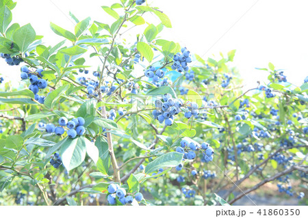 ブルーベリー 41860350