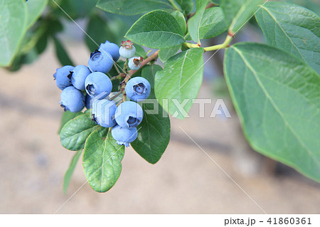 ブルーベリー ブルーベリー 41860361