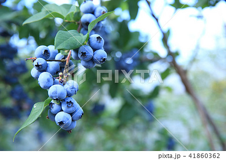 ブルーベリー 41860362