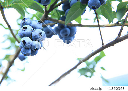 ブルーベリー ブルーベリー 41860363