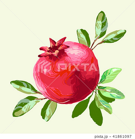 Pomegranate with leaves fresh fruit drawing, Vector Illustration For Food Design. 41861097