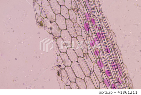Pink plants cells. 41861211