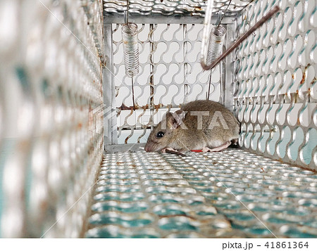 Mouse in mouse trap 41861364