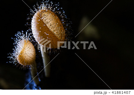 Selective focus of cup mushroom with water droplet Selective focus of cup mushroom with water droplet 41861407