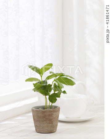 観葉植物 観葉植物 41861471