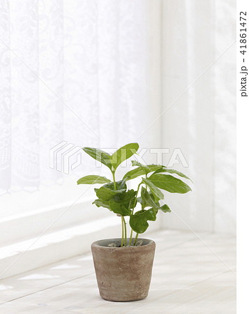 観葉植物 観葉植物 41861472