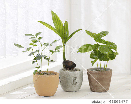 観葉植物 41861477