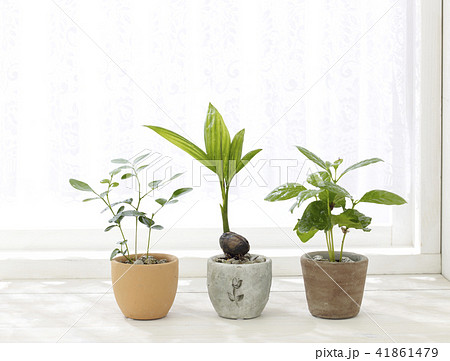 観葉植物 観葉植物 41861479