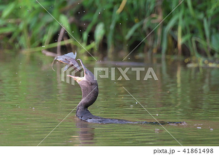 魚をキャッチ　ナンベイカワウ（アマゾン川） 41861498