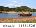 伝統 韓国 コスモス 41861526