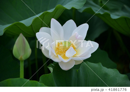 蓮の花 41861776