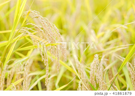 秋の稲 （１０月） 41861879