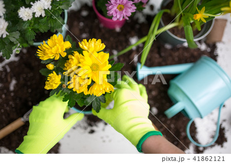 Image on top of man's hands in green gloves transplanting flower 41862121