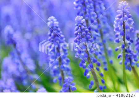 ムスカリ ブドウヒアシンス ムスカリ属 41862127