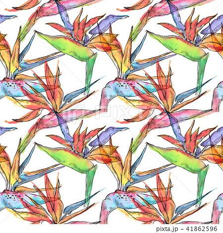 Seamless pattern of strelitzia tropical plant. Watercolor hand drawn flowers and leaves. Design for 41862596