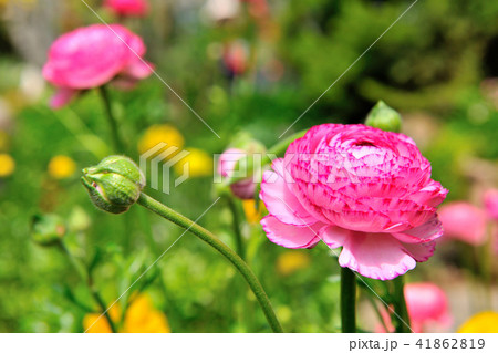 花 フラワー お花 41862819