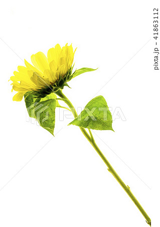 ヒマワリの花 41863112
