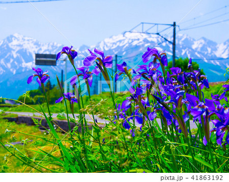 アヤメと白馬山麓 41863192