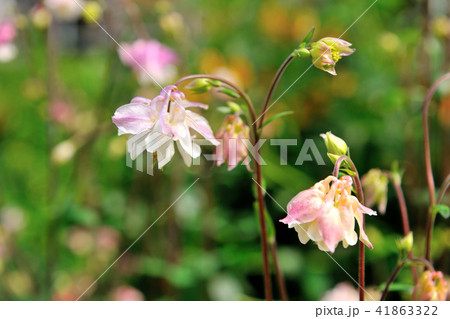 春 泉 湧水 41863322