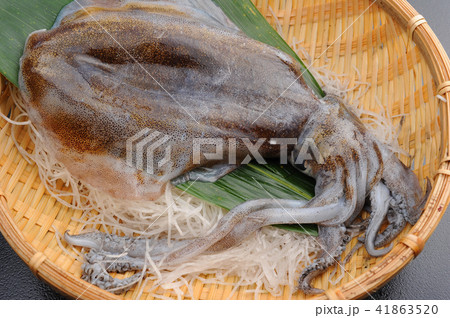 生イカ　　活イカ 41863520