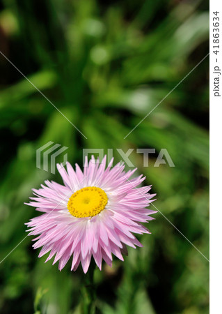 花 フラワー お花 41863634