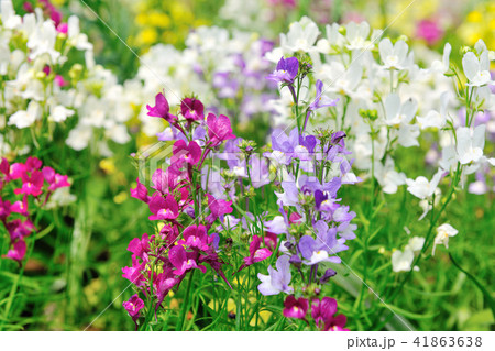 花 フラワー お花 41863638