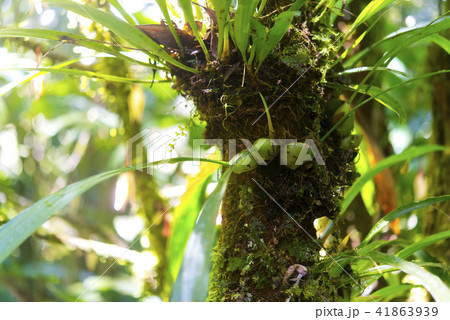 ジャングル ボルネオ島 ジャングル ボルネオ島 41863939