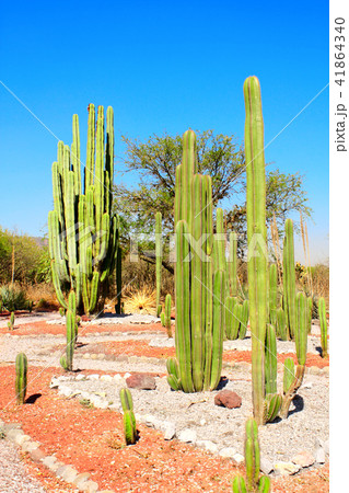Garden of cacti, Tula de Allende, Mexico 41864340