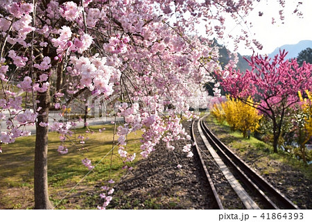 桜満開の安野花の駅公園　広島　旧JR可部線安野駅　春の風景 41864393