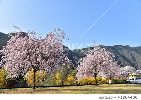 安野花の駅公園　広島　旧JR可部線安野駅　春の風景 41864400
