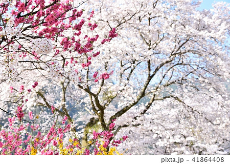 桜満開の安野花の駅公園 広島 旧JR可部線安野駅 春の風景 桜満開の安野花の駅公園 広島 旧JR可部線安野駅 春の風景 41864408