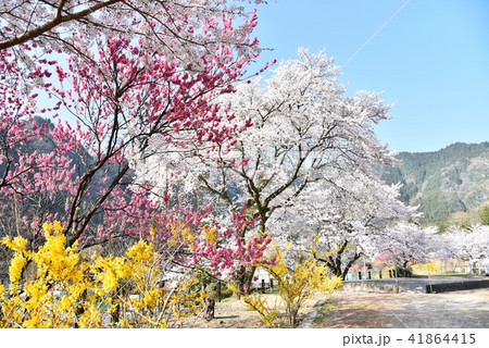 桜満開の安野花の駅公園　広島　旧JR可部線安野駅　春の風景 41864415