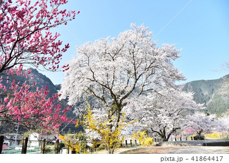 桜満開の安野花の駅公園　広島　旧JR可部線安野駅　春の風景 41864417