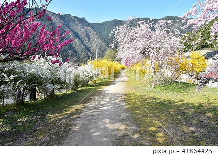 桜満開の安野花の駅公園 広島 旧JR可部線安野駅 春の風景 桜満開の安野花の駅公園 広島 旧JR可部線安野駅 春の風景 41864425