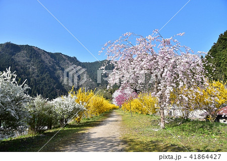 安野花の駅公園　広島　旧JR可部線安野駅　春の風景 41864427