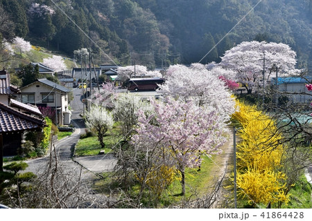 桜満開の安野花の駅公園　広島　旧JR可部線安野駅　春の風景 41864428