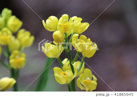 野の花「野生のキンラン」大阪府枚方市、山田池公園 野の花「野生のキンラン」大阪府枚方市、山田池公園 41865045