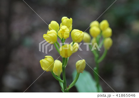 野の花「野生のキンラン」大阪府枚方市、山田池公園 41865046