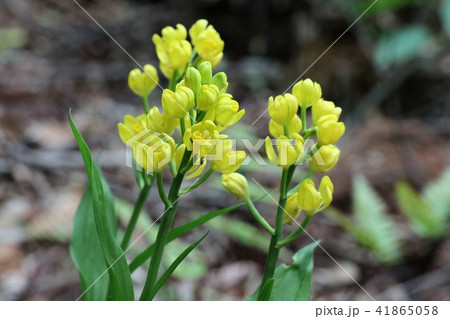 野の花「野生のキンラン」大阪府枚方市、山田池公園 野の花「野生のキンラン」大阪府枚方市、山田池公園 41865058