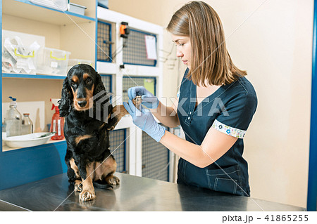 The medicine, pet care and people concept - dog and veterinarian doctor at vet clinic The medicine, pet care and people concept - dog and veterinarian doctor at vet clinic 41865255
