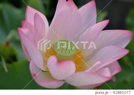 蓮の花 41865277